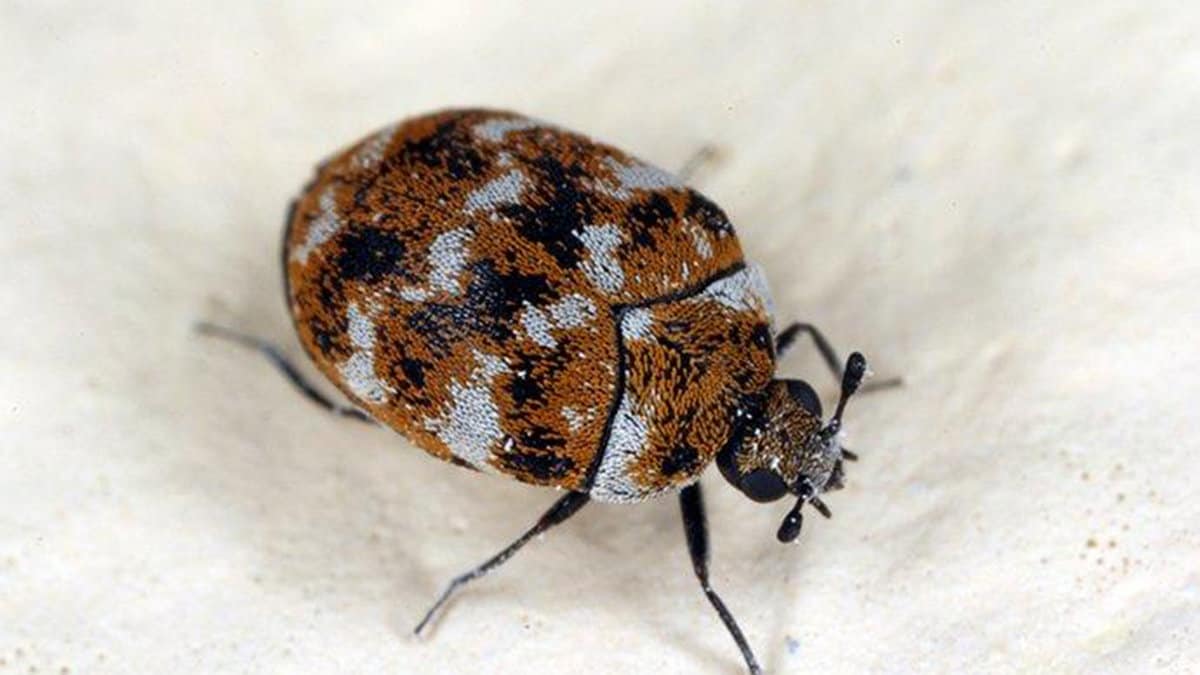 get-rid-of-carpet-beetles