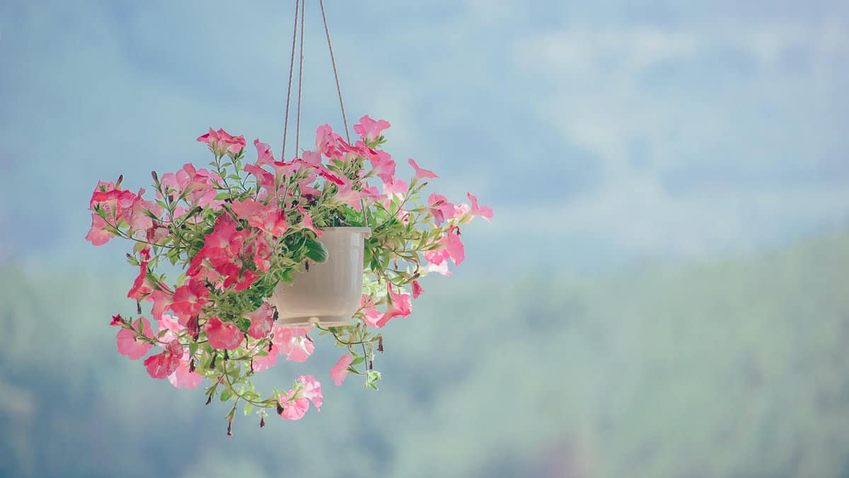 best-hanging-basket-flowers