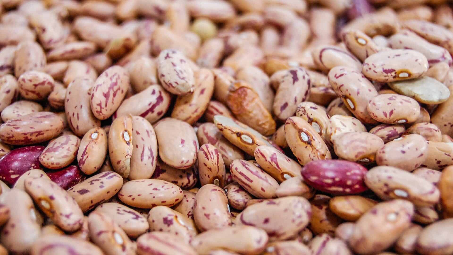 grow-pinto-beans